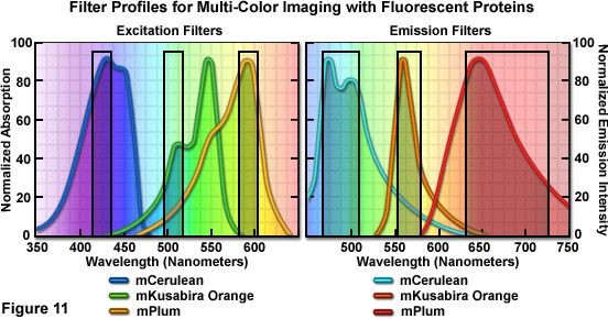 Antibody Selection for Immunohistochemistry
